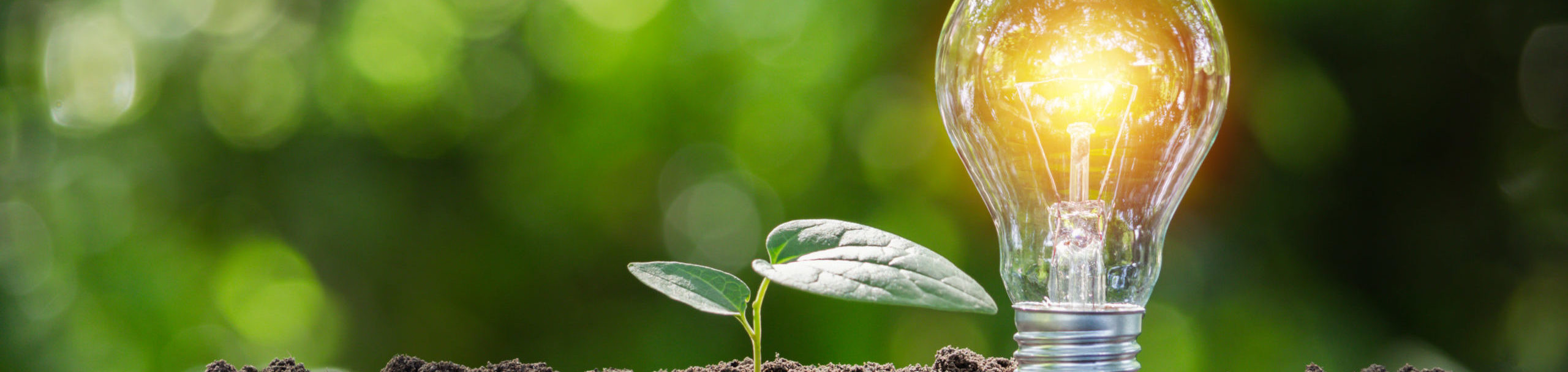 Light,Bulb,With,Young,Plant,For,Energy,Concept,Put,On Light,Bulb,With,Young,Plant,For,Energy,Concept,Put,On